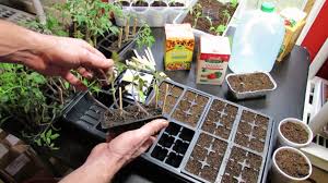 germinating vegetables and herbs