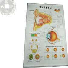 Plastic Human Eyeball Anatomy Chart Educational Eyeball Chart Buy Eyes Anatomy Chart Educational Wall Charts 3d Eyes Chart Product On Alibaba Com