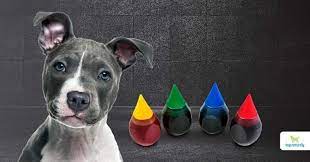 is food coloring safe for dogs dogs
