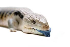 When it comes to kids, not all lizards can make good pets. Which Lizards Make Good Pets Lovetoknow