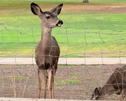 deer deters for your garden