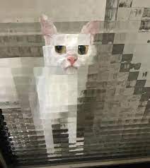 Low Resolution Cats Behind Pixelated