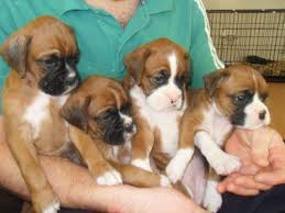 In order to be considered for one of our puppies, you must complete a puppy application and then a phone interview. Buy Sell Adopt Boxer Dogs All Over India