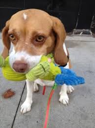 Allen county spca is northeast indiana's leading pet adoption center. Adopt Hamilton Burlington Spca Adoption Dog Adoption Spca