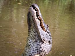 The Best Way To Encounter Alligators | Sawgrass Recreation Park