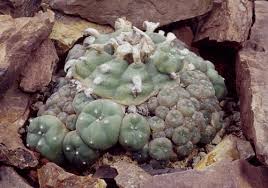 I found this info by googling 'how to prepare san pedro cactus'.there is plenty of other info there for you as well. How Long Mescaline Stays In Your System