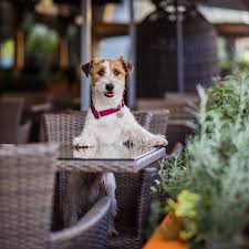 11 dog friendly restaurants to bring