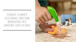 expert carpet cleaning tips for