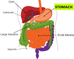 In more advanced stages, symptoms of stomach cancer can include: Stomach Cancer Symptoms Causes Treatment Dr Nikhil Agrawal