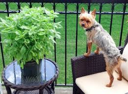 12 Plants That Dogs Love To Eat