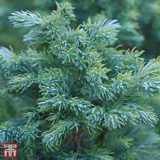 juniperus squamata blue carpet plants