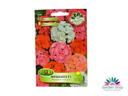 Любимото, на почти всеки градинар, цвете принадлежи към семейство здравецови (geraniaceae). Luksozni Semena Na Mushkato F1 Pelargonium X Hortorum