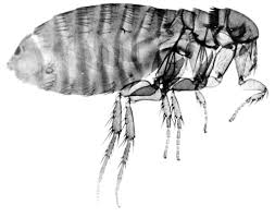 fleas in my apartment using non toxic