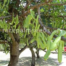 Interestingly, most carob trees are monoecious, with individual male and female flowers. Ceratonia Siliqua Carob Tree Locust Bean Buy Seeds At Rarepalmseeds Com