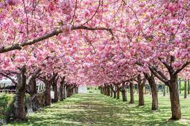 sakura matsuri cherry blossom festival