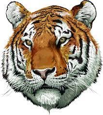 tiger face ilration 19615965 png