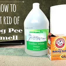 odor of dog urine from carpets