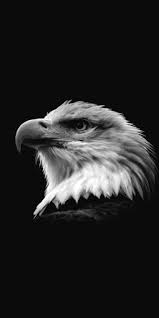 black eagle eagle eye falcon white