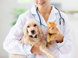 If you are shopping for your first dog health insurance policy, you are in the right place. Pet Insurance What Pet Insurance Covers How Much It Costs And The Products On Offer The Economic Times