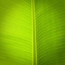 banana leaf background images free