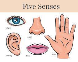 cinco sentidos humanos tacto olfato