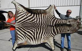 110 by 79 inches real zebra skin rug