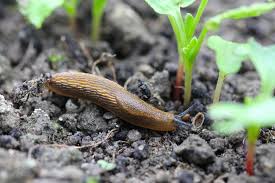 How To Get Rid Of Slugs 10 Solutions