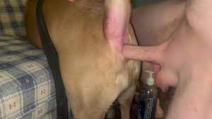 Dog anal porn