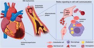 redox signaling in red blood cells