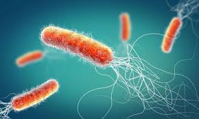 how antibiotic resistant gut bacteria