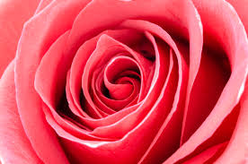 free images flower garden roses red
