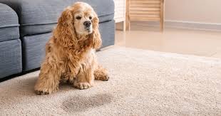 how to remove pet urine stains on carpet