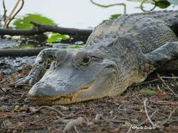 American alligator - Encyclopedia of Life