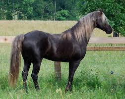 Rocky Mountain Horse Breed Profile Equitrekking