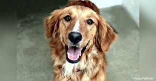 It is a process that can vary from a few days to several months depending on the circumstances. 25 Golden Retrievers That Need A Home Now The Animal Rescue Site News