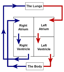 The Human Heart Anatomy Passage Of Blood Teachpe Com