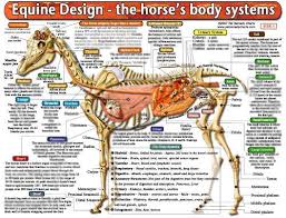 Woofs Hoofs Animal Massage Webshop Equine Anatomy Chart