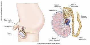 Like most other parts of your body, they can get cancer. Testicular Cancer Medical Illustrations Cancer Net