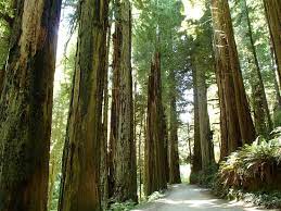 closest hotels to redwood national park