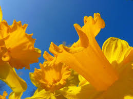 Presenting it to the others has a handful of purposes such as to strengthen the friendship bond, and to show compassion, pride, and truth. 30 Types Of Yellow Flowers With Pictures Flower Glossary