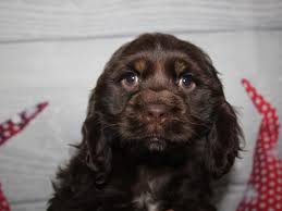Cocker spaniel puppies american for sale born and raised indoors w/plenty of love and attention sold as indoor pets only. Cocker Spaniel Dog Female Chocolate 2912671 Pet City Houston