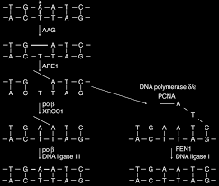 The style of querying is know context dependent. Schematic Illustrating Base Excision Repair By A Simple Dna Download Scientific Diagram