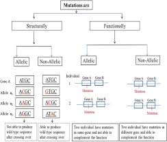 genetics of multiple alleles concept