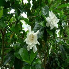 Gardenia Jasminoides Miami Supreme Cape