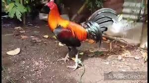 Di negara tersebut, sabung ayam yang paling diminati adalah sabung ayam pisau dan gilanya disana acara ini dilegalkan. Ayam Peruvian Asli