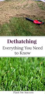 But should you remove it in the spring? 9 Best Lawn Dethatching Ideas Dethatching Lawn Dethatching Lawn