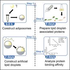 lipid droplet ociated proteins