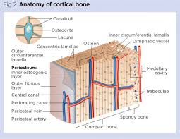 Human bone generally comprises osseous tissue, an outer coating called a periosteum, and bone marrow. Skeletal System 1 The Anatomy And Physiology Of Bones Nursing Times
