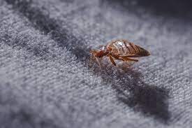 How To Get Bed Bugs Out Of Carpet