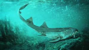 ancient carpet shark discovered with